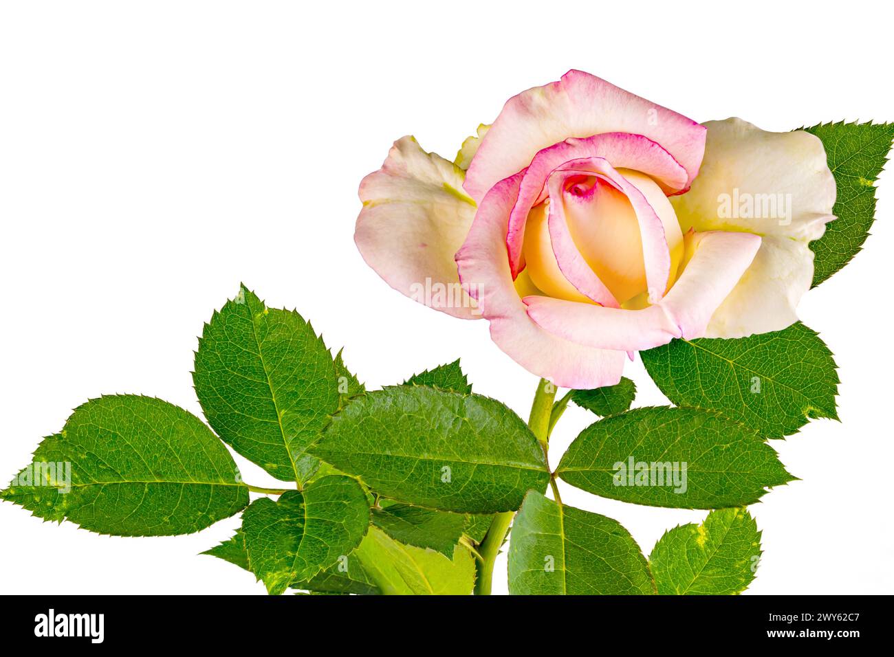 Gros plan de rose rose fleurie avec des feuilles vertes isolé sur fond blanc avec chemin de détourage. Banque D'Images