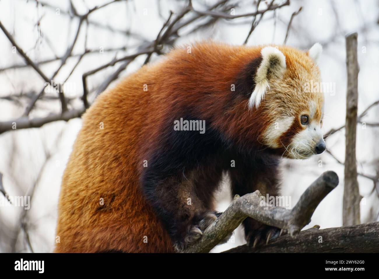 Le panda roux (Ailurus fulgens), ou petit panda, est un petit mammifère originaire de l'est de l'Himalaya et du sud-ouest de la Chine Banque D'Images
