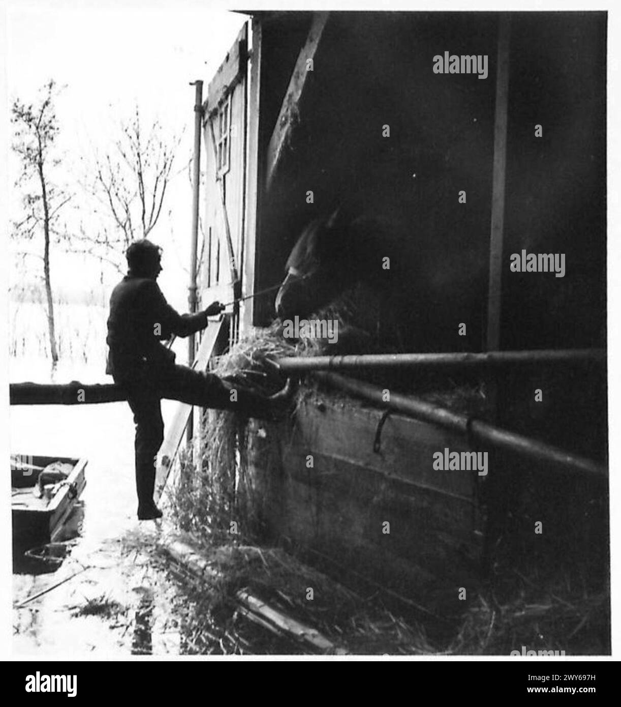 L'ÎLE INONDÉE DE WALCHEREN - Un cheval est attaché dans une écurie partiellement inondée pour l'empêcher de s'égarer dans les inondations. , Armée britannique, 21e groupe d'armées Banque D'Images