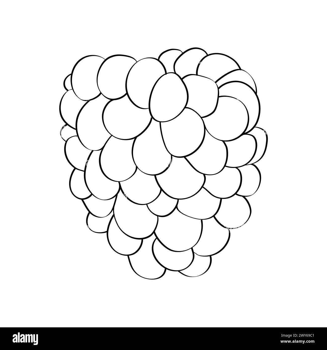 Les framboises noires et blanches sont soigneusement disposées sur une surface blanche unie Illustration de Vecteur