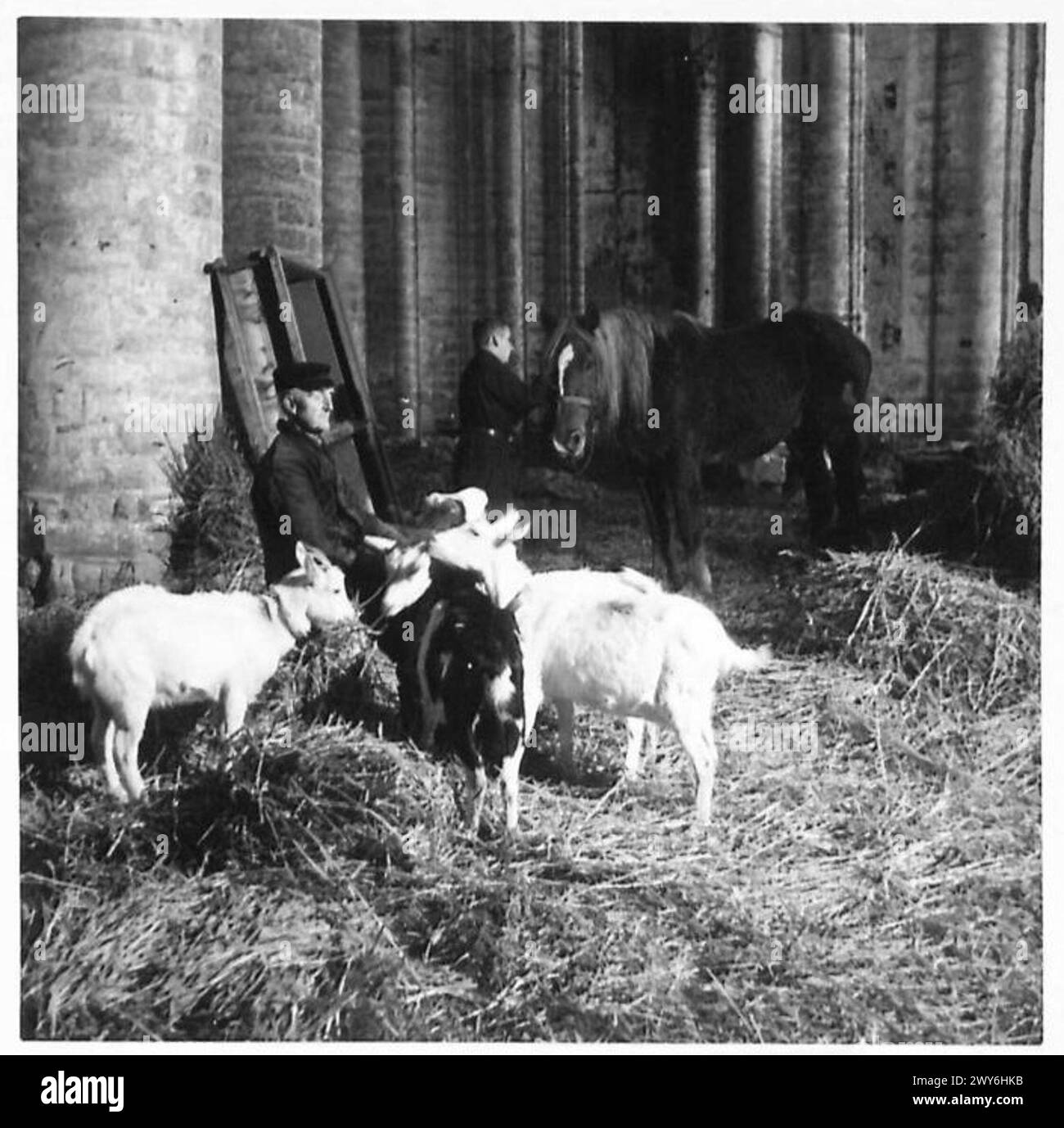 L'ÎLE INONDÉE DE WALCHEREN - bétail logé dans l'église du 14ème siècle à Vere après avoir été sauvé des zones inondées. , Armée britannique, 21e groupe d'armées Banque D'Images