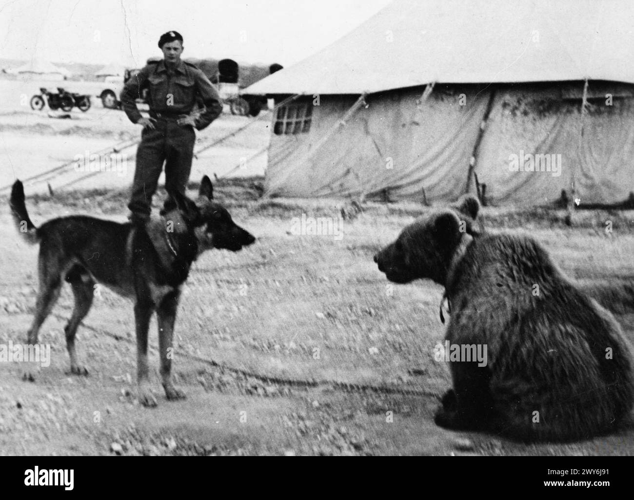 L'ARMÉE POLONAISE AU MOYEN-ORIENT, 1942-1943 - au moyen-Orient, un soldat de la 22ème Compagnie d'artillerie de transport (Army Service corps, 2ème corps polonais) regarde un chien regarder avec mépris une recrue inhabituelle, Wojtek (Voytek) un ours syrien. L'ours était la mascotte de l'unité. , Armée polonaise, Wojtek l'ours, Forces armées polonaises de l'Ouest, corps polonais, II, Forces armées polonaises de l'Ouest, 2e corps, 22e compagnie d'appui à l'artillerie Banque D'Images