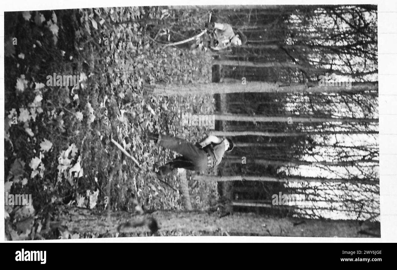 Le personnel de l'armée britannique en Hollande coupe des arbres à l'aide de haches et de scies dans le cadre d'opérations sur le terrain et de travaux d'ingénierie. Banque D'Images