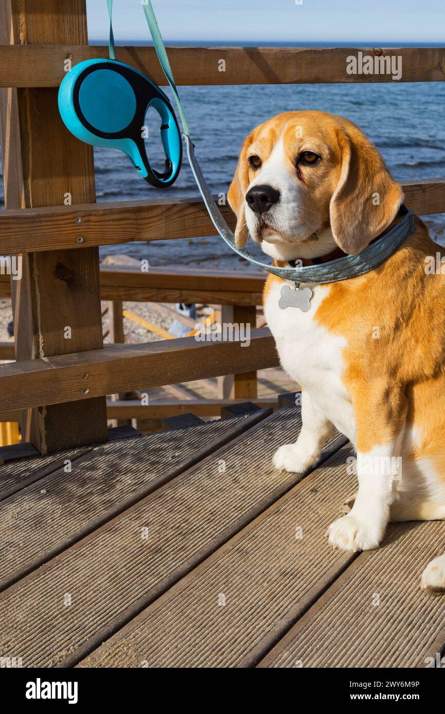 Le chien beagle est dehors pour une promenade au printemps à l'extérieur, en attendant le propriétaire Banque D'Images Le chien beagle est dehors pour une promenade au printemps à l'extérieur, en attendant le propriétaire Banque D'Images