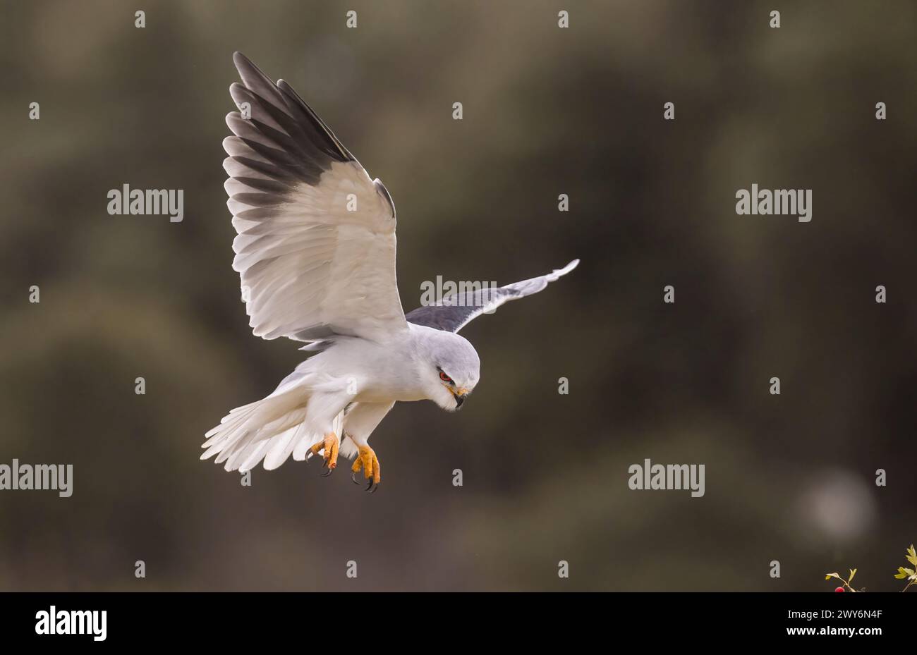 Cerf-volant à ailes noires (Elanus caeruleus), Salamanque, Castilla y León, Espagne Banque D'Images