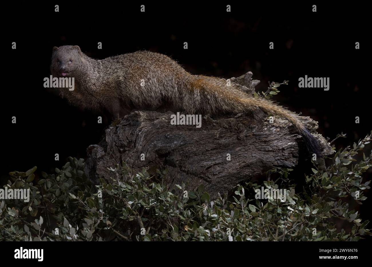 Mangouste égyptienne (Herpestes ichneumon), Salamanque, Castille-et-Léon, Espagne Banque D'Images