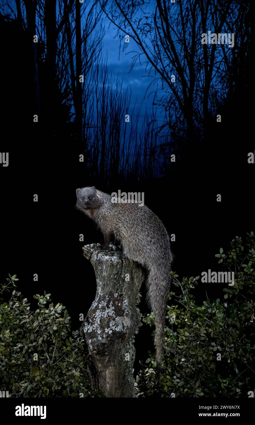 Mangouste égyptienne (Herpestes ichneumon), Salamanque, Castille-et-Léon, Espagne Banque D'Images