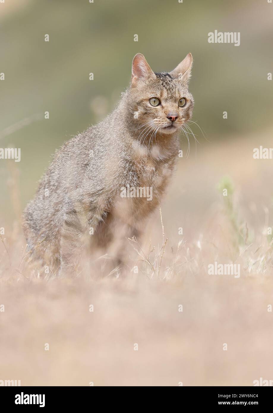 Chat sauvage européen (Felis silvestris), Salamanque, Castilla y León, Espagne Banque D'Images