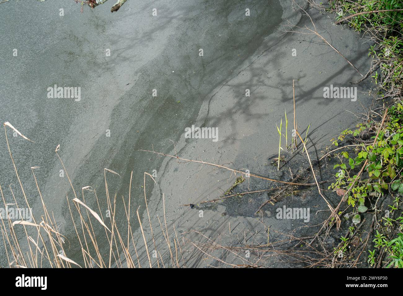 Rickmansworth, Royaume-Uni. 4 avril 2024. Les usines de traitement des eaux usées de la Tamise à Maple Lodge à Rickmansworth rejettent de nouveau les eaux usées dans la rivière Colne, un affluent de la Tamise, depuis plus de 55 heures. L'eau près de leurs stations d'épuration est devenue grise en raison des rejets d'eaux usées. De grandes quantités d'eaux usées provenant du site du portail sud du train à grande vitesse HS2 à West Hyde sont traitées aux usines de traitement des eaux usées de Maple Lodge. Crédit : Maureen McLean/Alamy Live News Banque D'Images