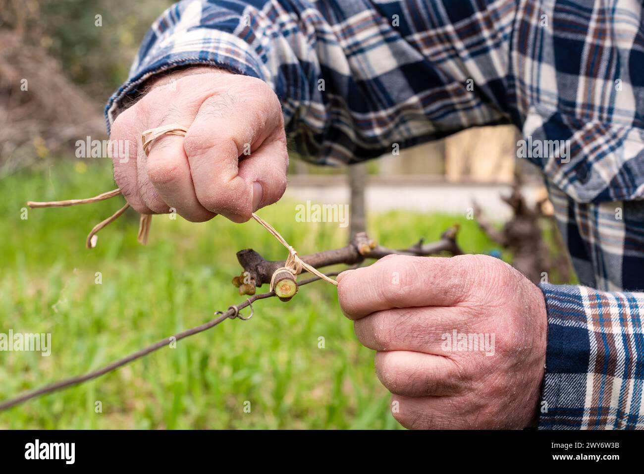 La ligature. Le vigneron attache la nouvelle pousse au fil après l'élagage avec du raphia végétal. Agriculture traditionnelle. Taille hivernale, méthode Guyot. Banque D'Images