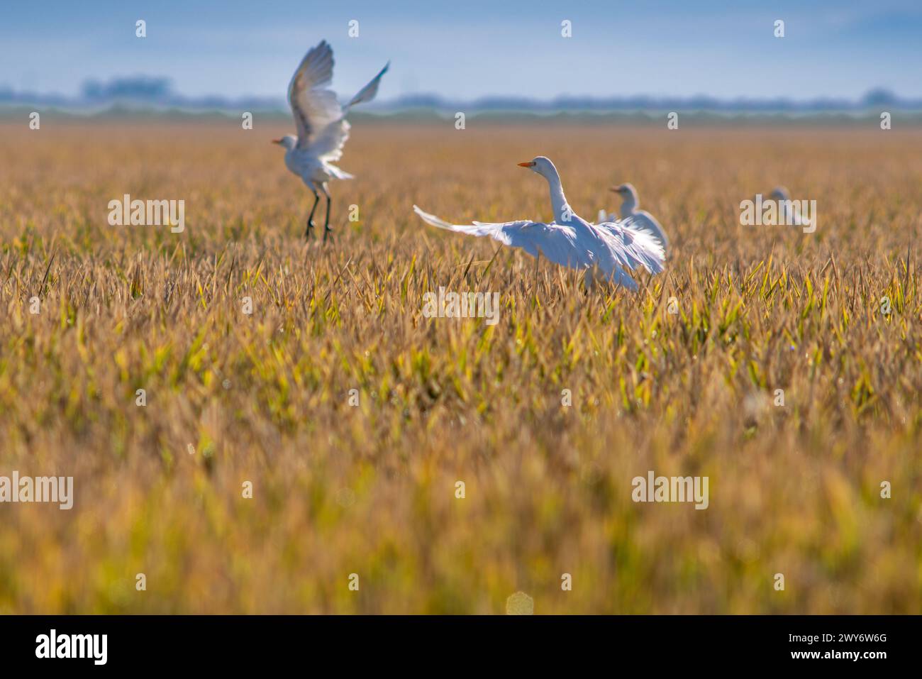 Un troupeau d'aigrettes de bétail, Bubulcus ibis, monte au-dessus des rizières dorées à Séville, en Espagne. Banque D'Images