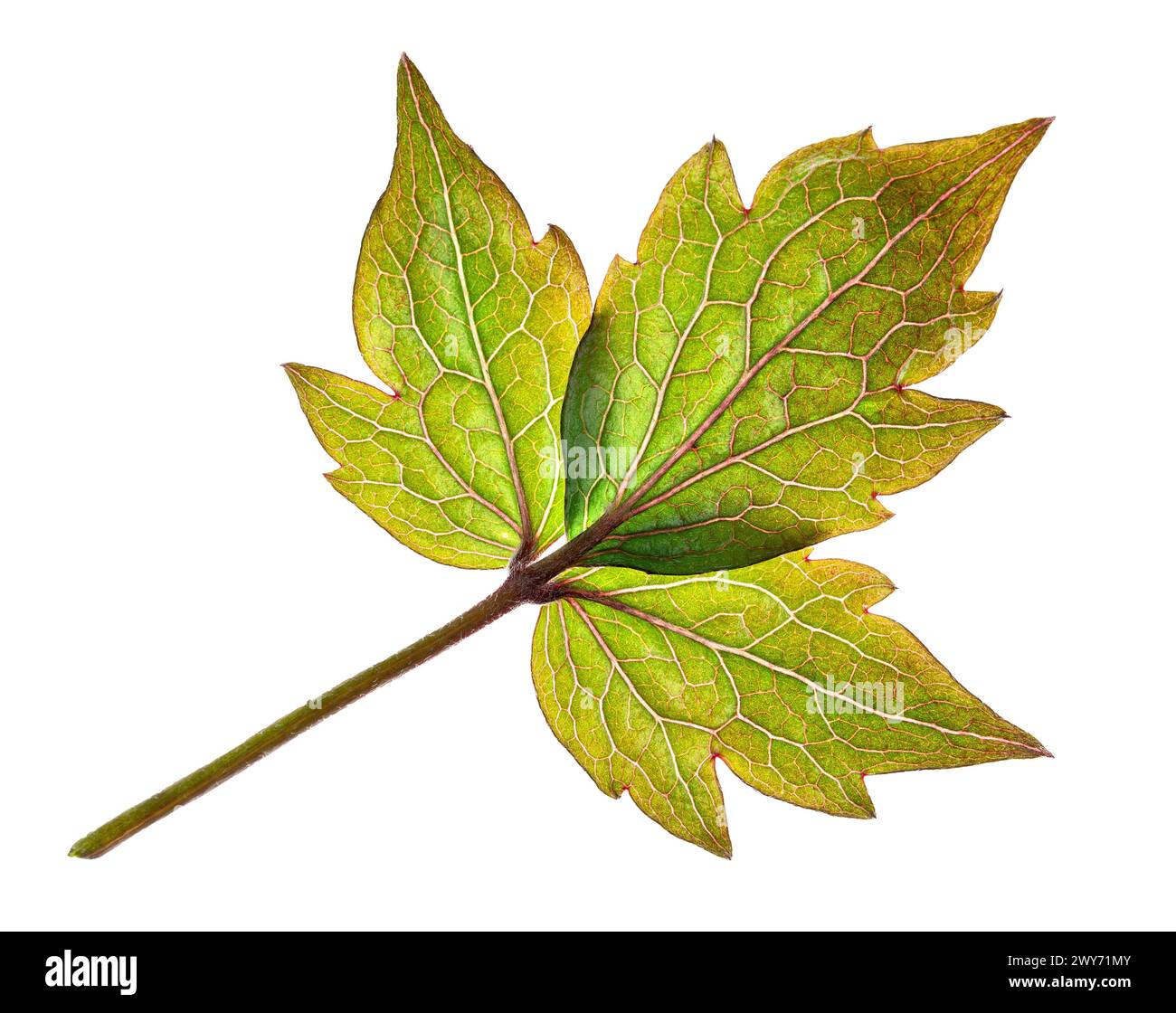 Feuille Clematis Montana unique avec des teintes d'automne, isolée sur fond blanc de forme cinq lobée, veines visibles, et des notes de changement de couleur saisonnier. Banque D'Images