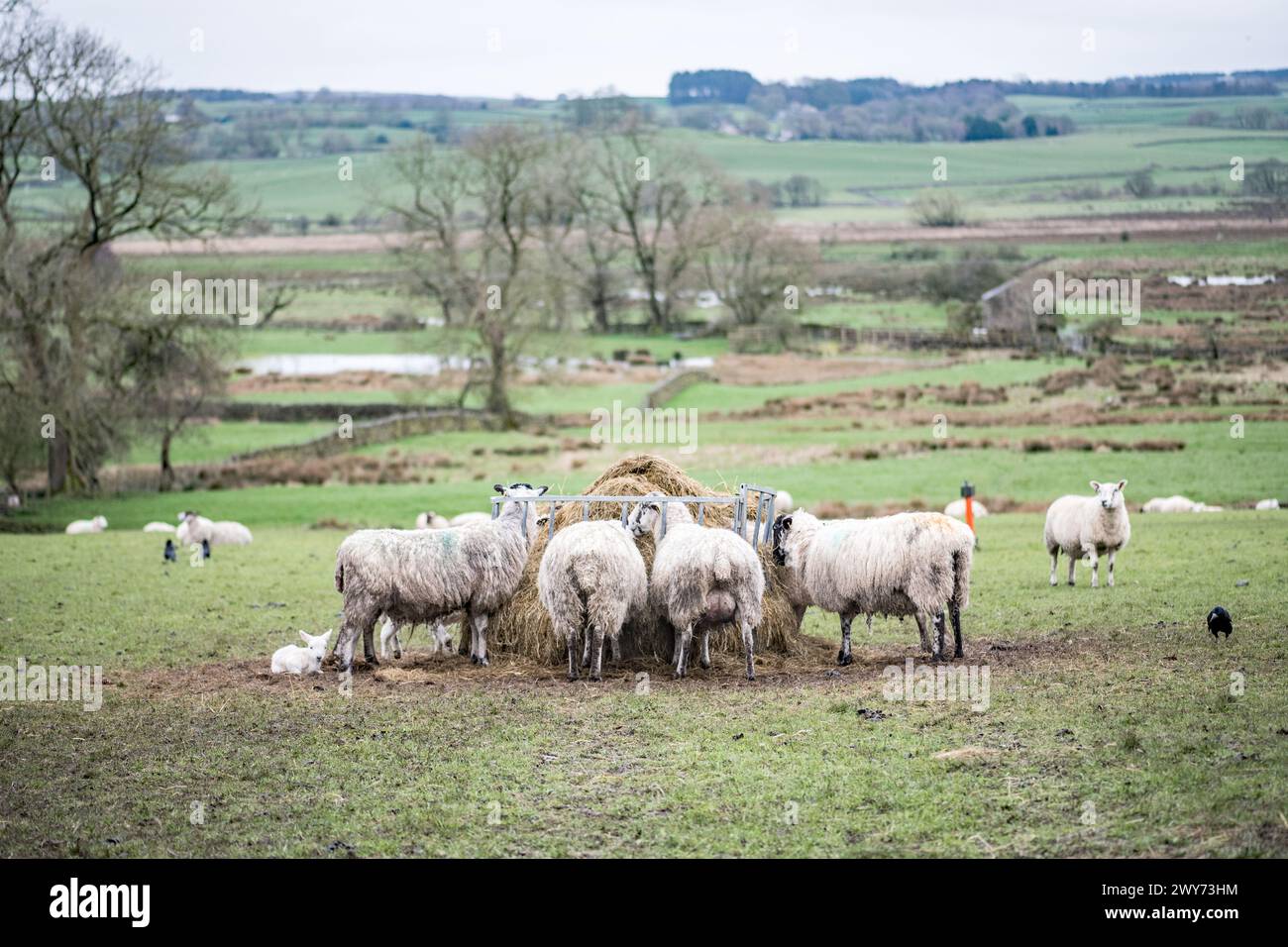 Temps d'agneau avec les agneaux nouveau-nés de la saison 2024 ...... avec les brebis (rassemblement autour d'une mangeoire annulaire). Emplacement long Preston, Yorkshire du Nord Banque D'Images