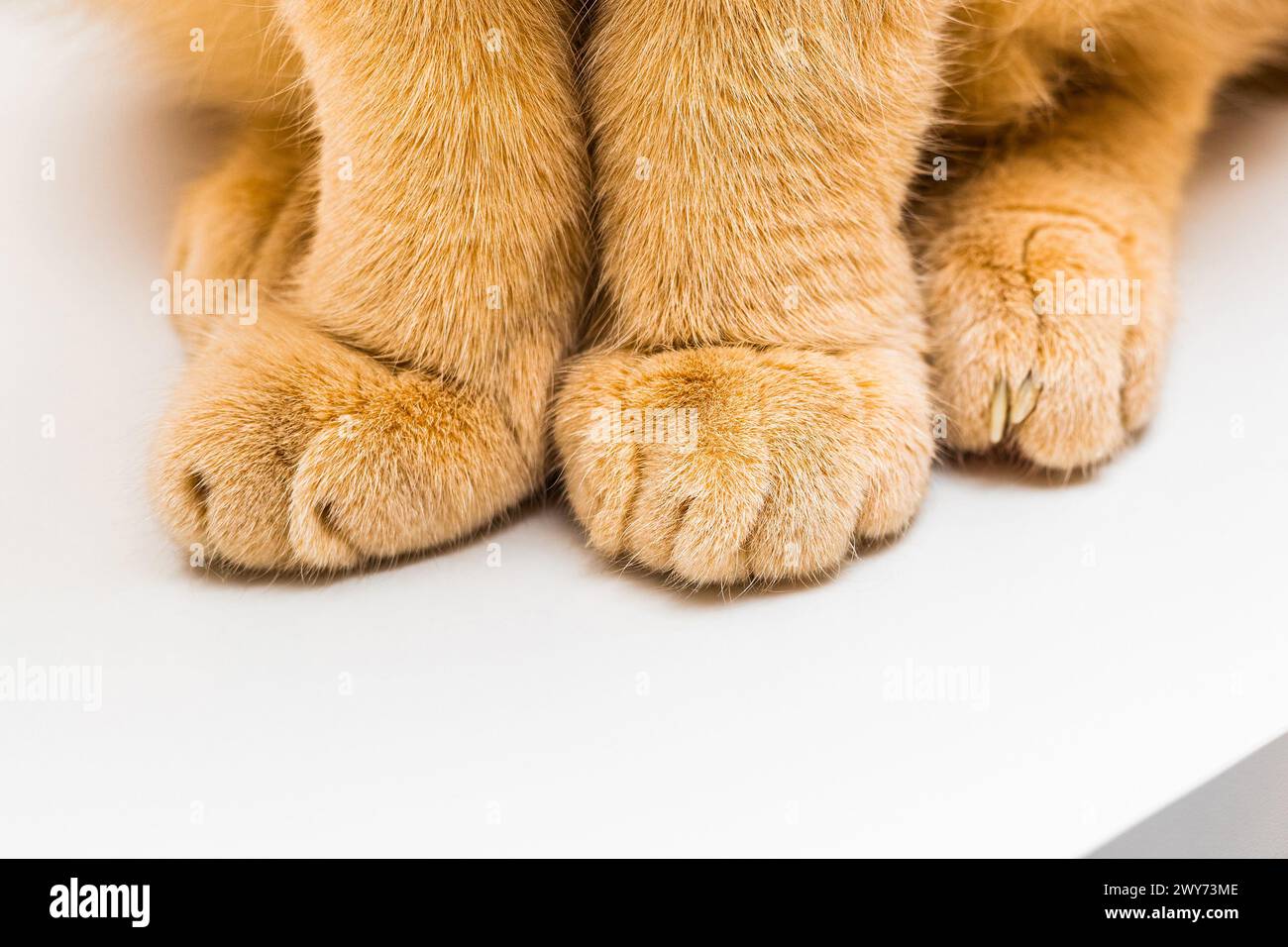 le chat au gingembre est assis sur le bord de la table. les pattes de chat se rapprochent. isoler sur blanc Banque D'Images