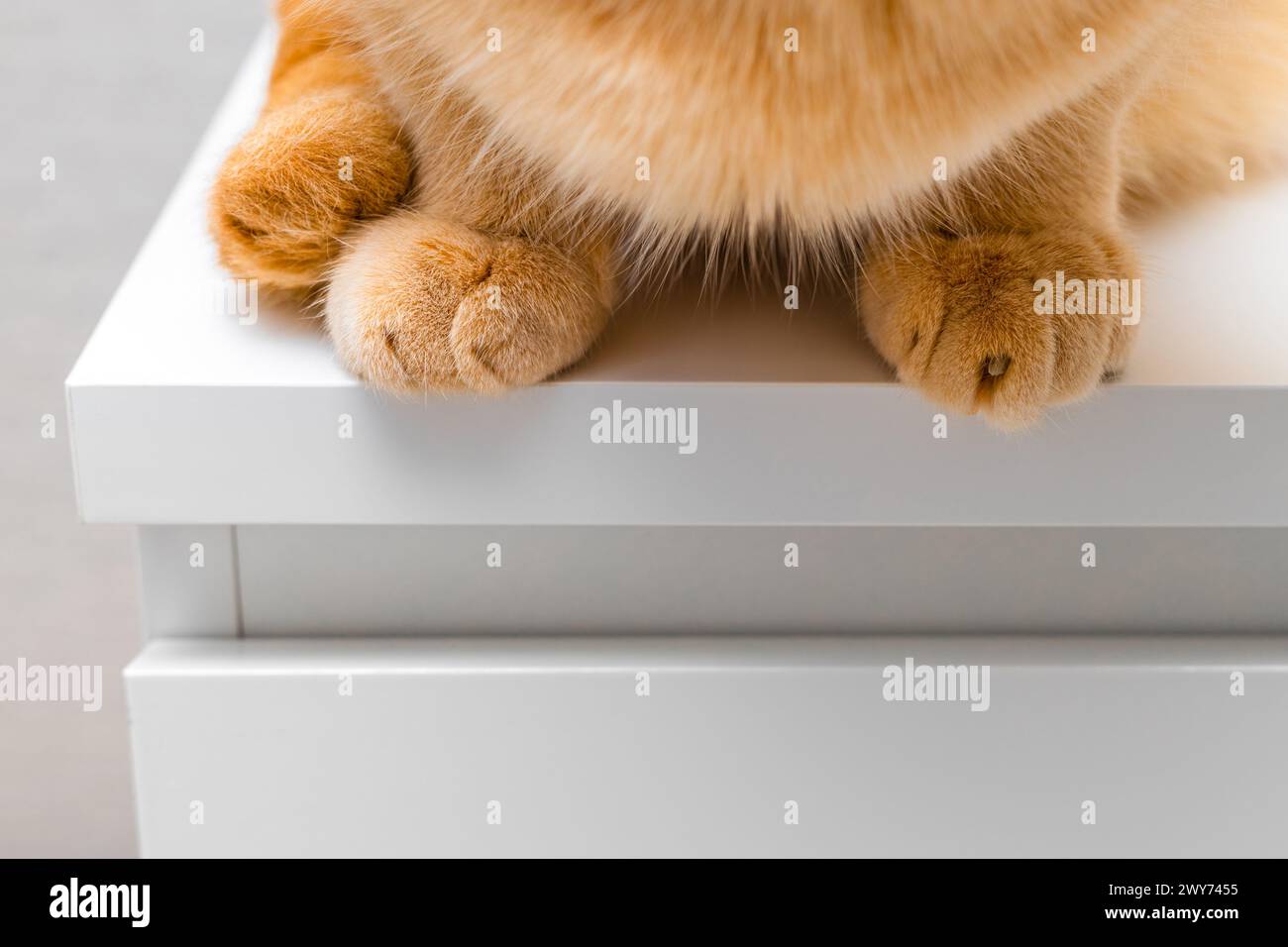le chat au gingembre est assis sur le bord de la table. les pattes de chat se rapprochent Banque D'Images
