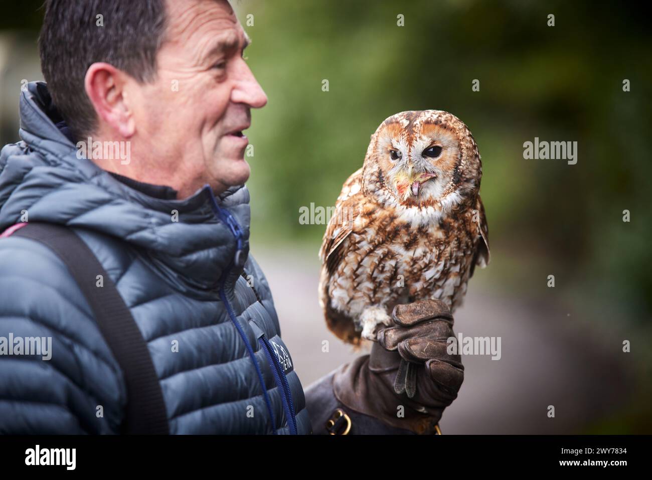 David Wilson Homes a fait un don à Turbary Woods Owl et Bird of Prey Sanctuary. Photo Andy Bilsborough propriétaire de l'organisme de bienfaisance Banque D'Images