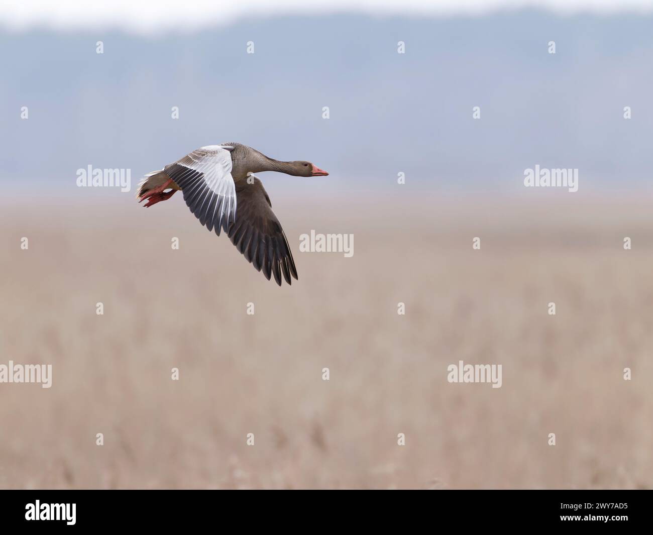 L'oie de Greylag (Anser anser) volant au-dessus du lit de roseaux , ailes déployées Banque D'Images