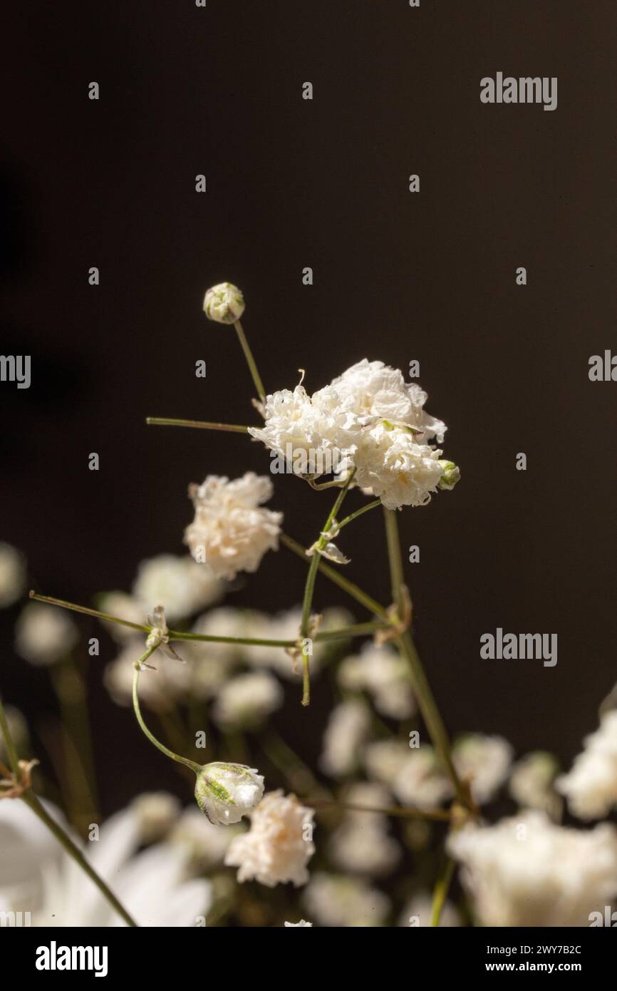 La fleur délicate et aérée ajoute une touche d'élégance à toute occasion. Parfait pour les mariages, les fêtes ou tout simplement comme ça. Banque D'Images