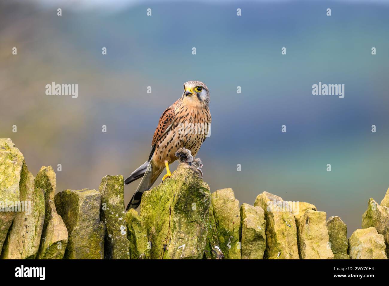 Cestrel mâle, Falco Tinnunculus, perché sur un mur de pierre sèche Banque D'Images