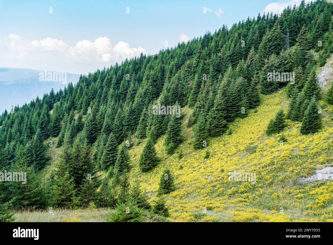 Montagne couverte d'une forêt de sapins de conifères. Paysage pittoresque des Carpates en Roumanie Banque D'Images