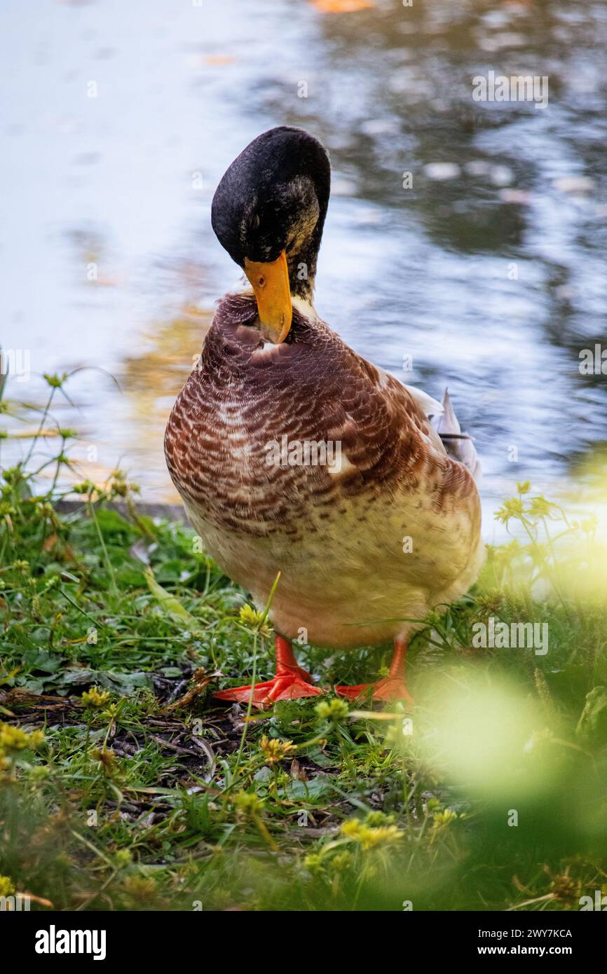 Canard se nettoyant à côté d'un étang Banque D'Images