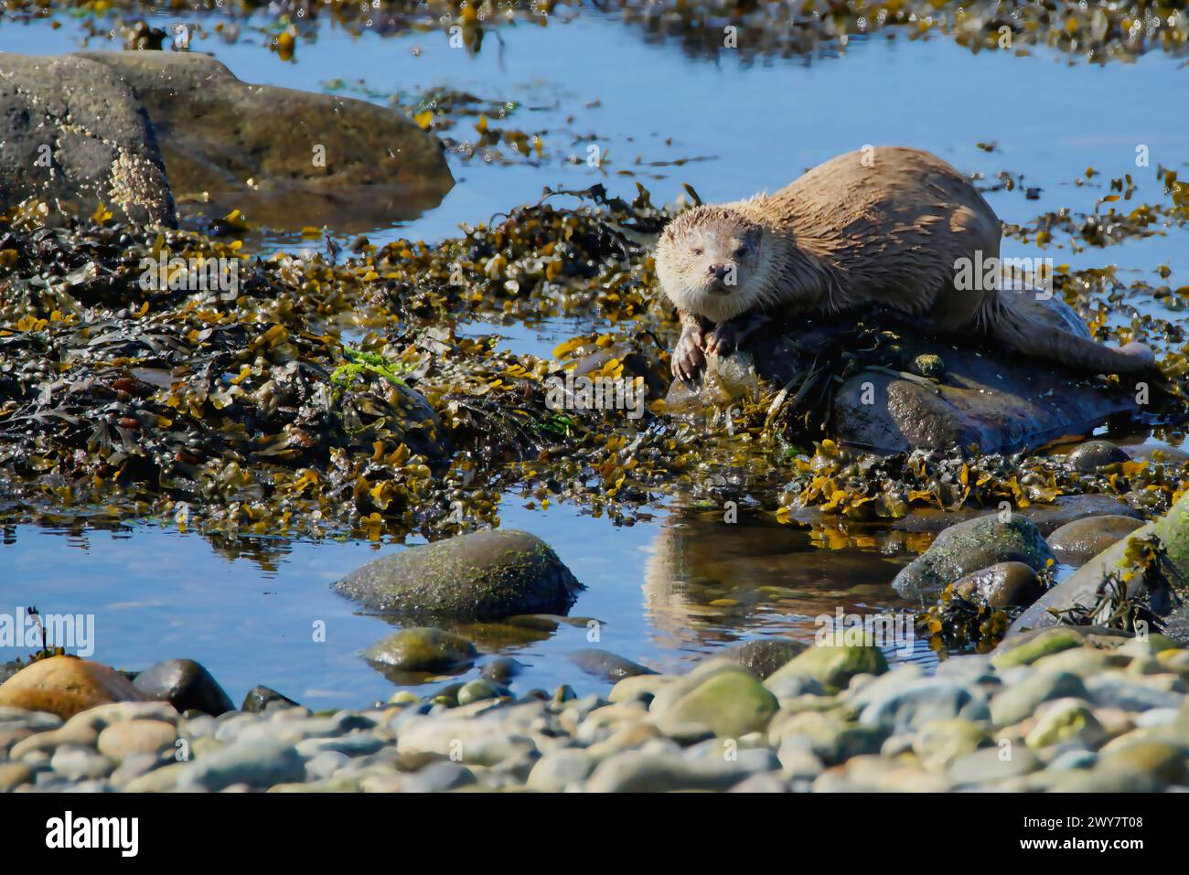 La loutre eurasienne chassant et mangeant sur le rivage de la mer d'Écosse Banque D'Images
