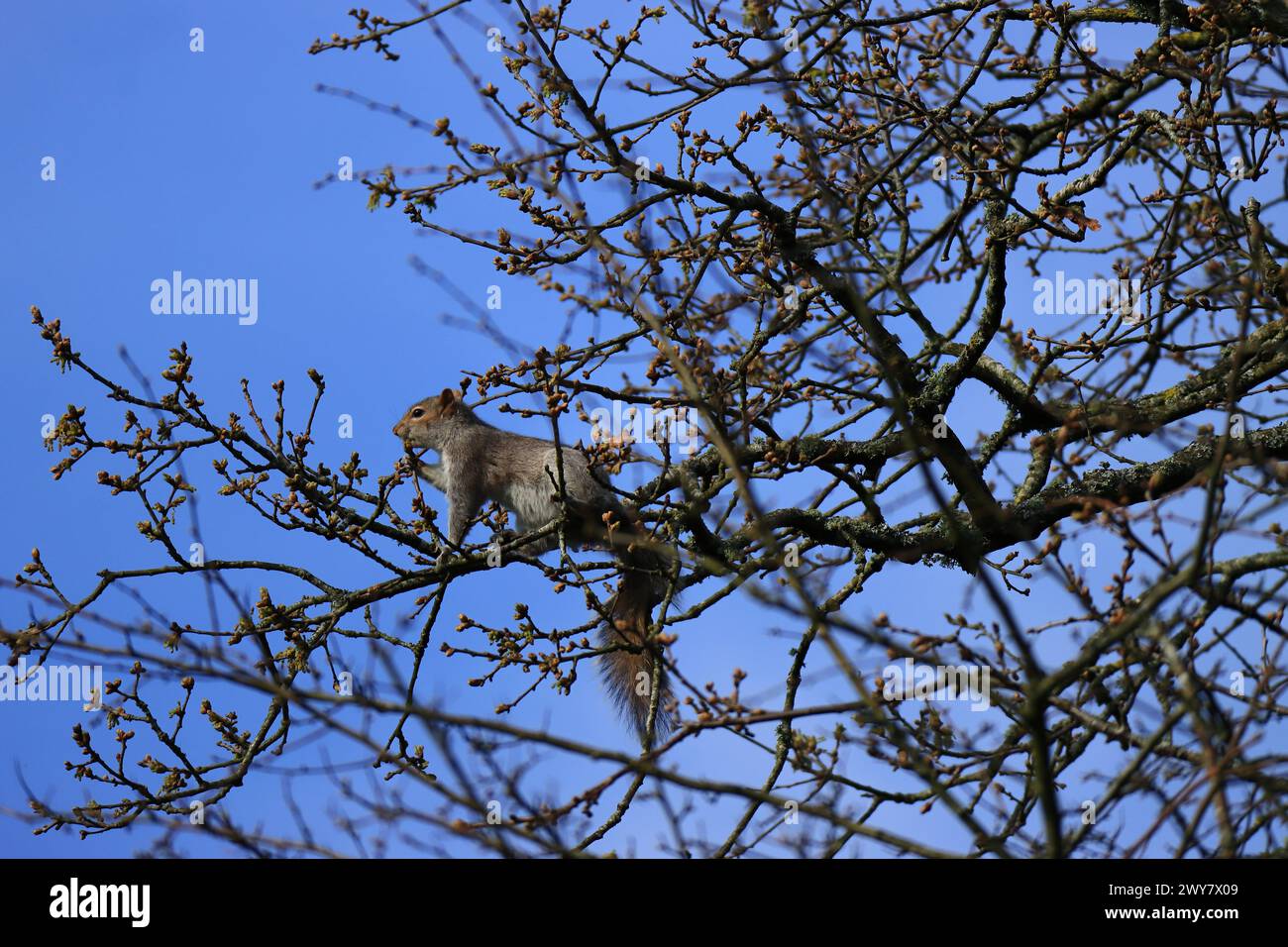 Un écureuil gris mangeant des bourgeons haut dans une cime d'arbre. Vue printanière précoce de la forêt à Gosport, Hampshire, sud de l'Angleterre. Banque D'Images