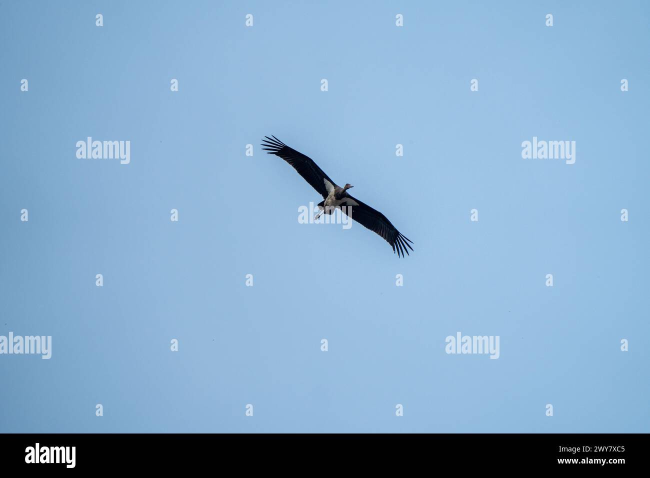 Cigogne noire planant dans un ciel bleu clair, prise de vue à faible angle Banque D'Images