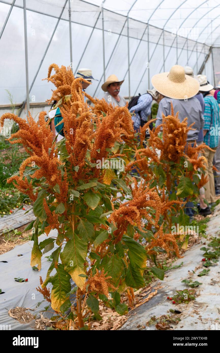 San Pablo Huitzo, Oaxaca, Mexique - les agriculteurs font partie d'une coopérative qui utilise des principes agroécologiques. Ils évitent les pesticides et autres produits chimiques, a Banque D'Images