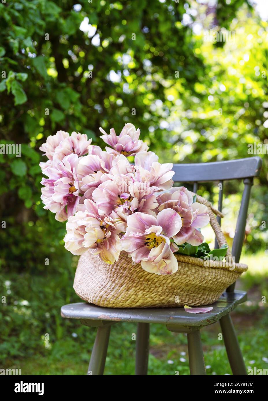 Bel arrangement floristique avec des tulipes doubles roses blanches dans un panier en osier vintage sur chaise en bois rustique dans le jardin du chalet. Danceline Banque D'Images