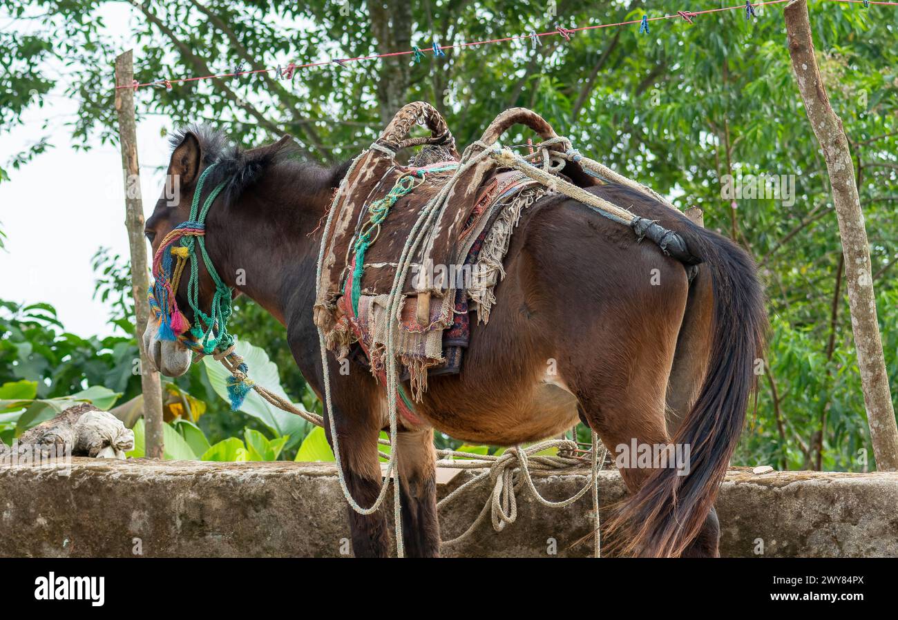 Un cheval de travail est attaché à un mur de pierre le long de la route, avec une selle élaborée, mettant en valeur la culture indigène du Mexique. Banque D'Images