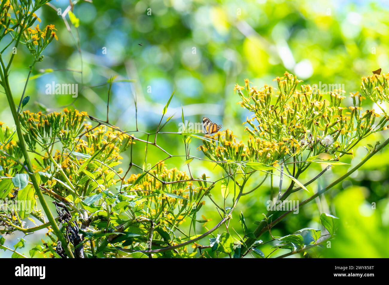 A long-Winged Crescent, Eresia phillyra, ssp. Phillyra, papillon, perché sur des fleurs jaunes bourgeonnantes au Mexique. Un paysage mexicain sauvage du Chiapas. Banque D'Images