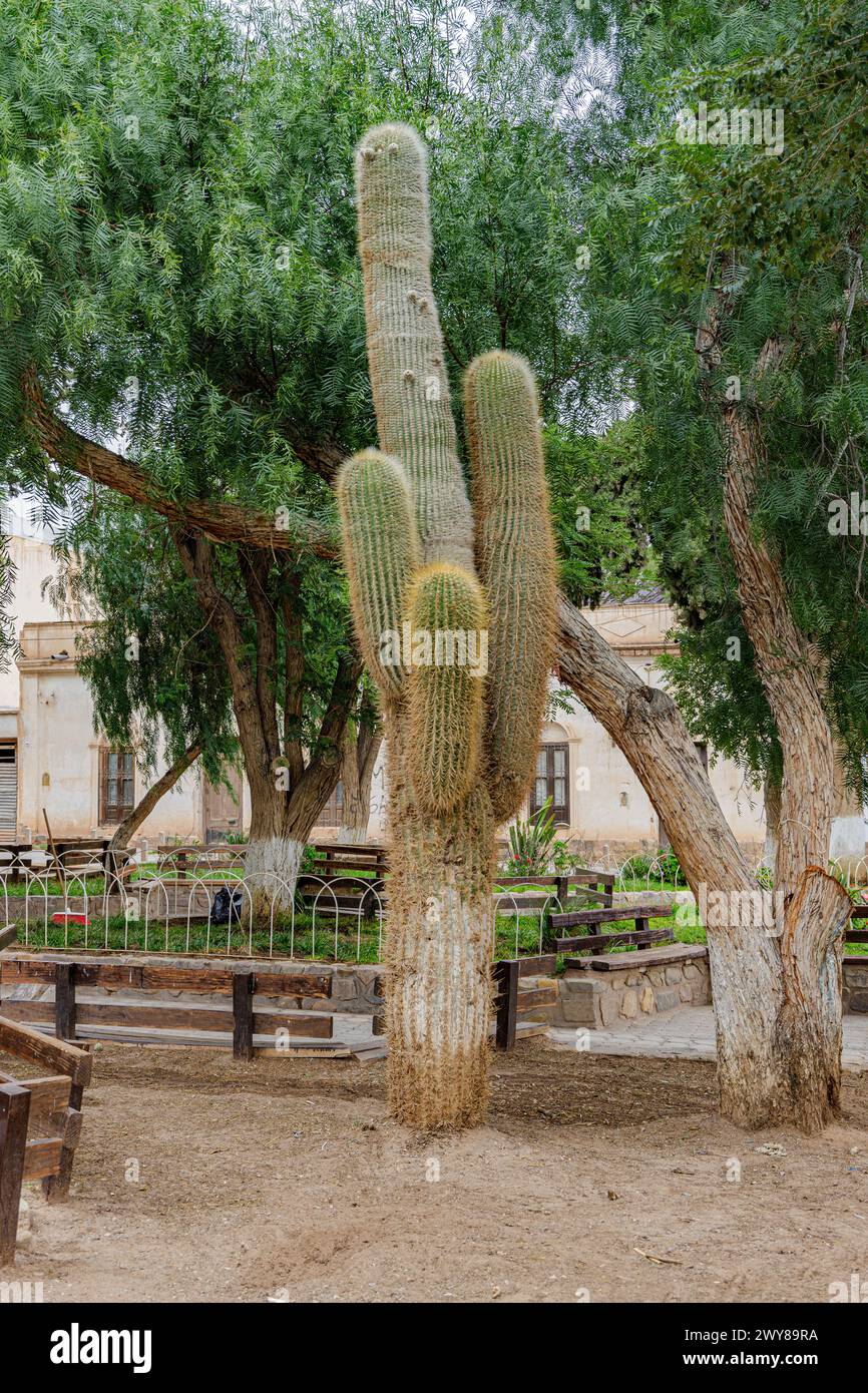 Cardon (Echinopsis atacamensis) sur une place à Tilcara dans la province de Jujuy Argentine. Banque D'Images