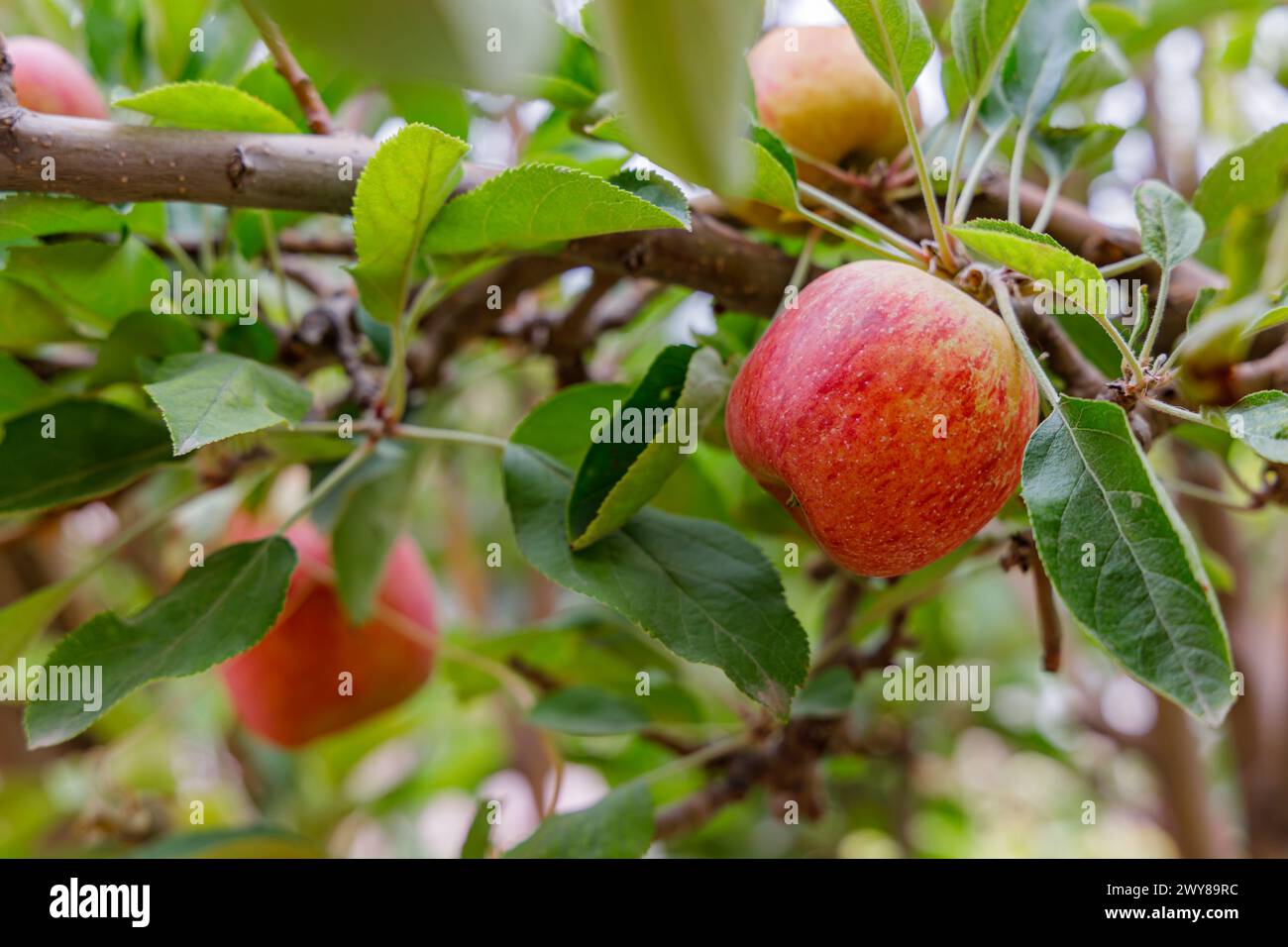 Une pomme sur un pommier. Banque D'Images