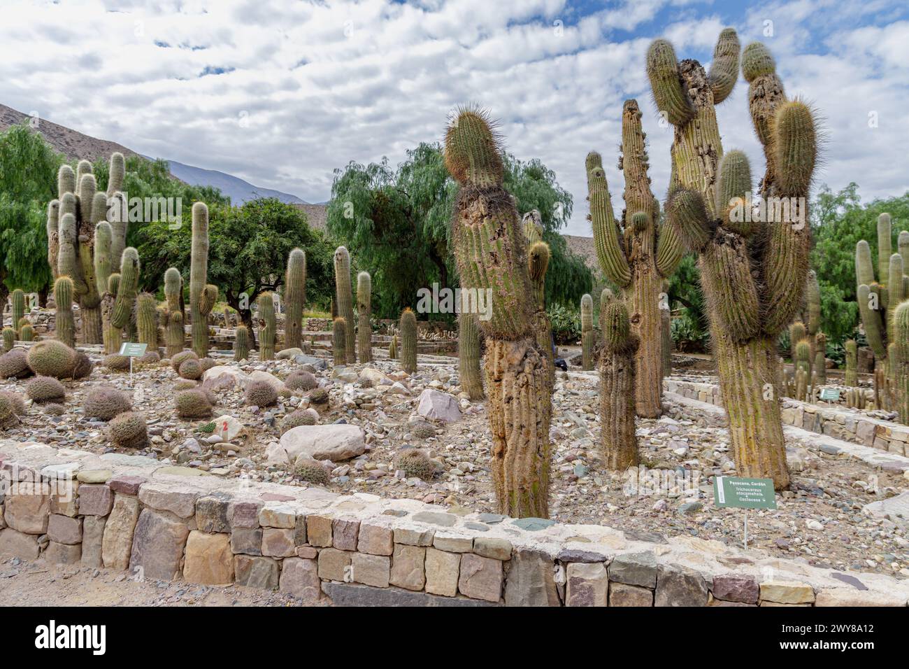 Cardones (Echinopsis Atacamensis) dans le jardin botanique de haute altitude de Tilcara dans la province Argentine de Jujuy. Banque D'Images