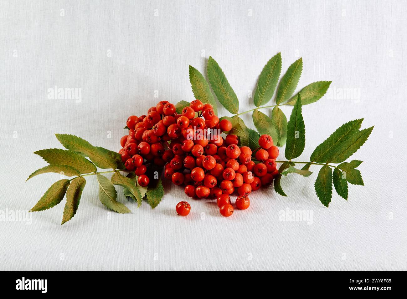 branche avec feuille sur fond blanc Banque D'Images