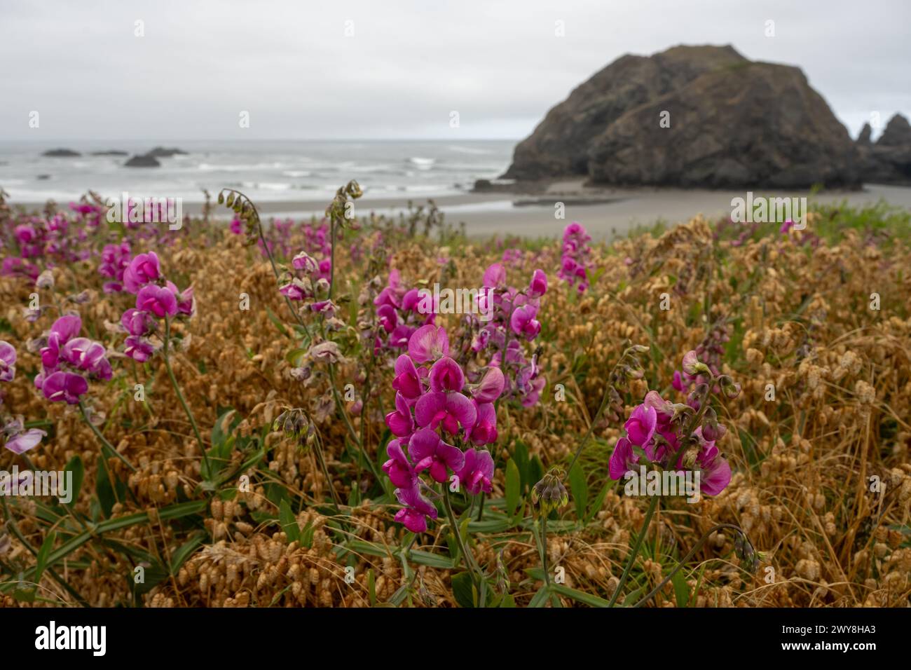 Effervescence de fleurs de pois rose vif au-dessus de Meyers Beach sur la côte de l'Oregon Banque D'Images