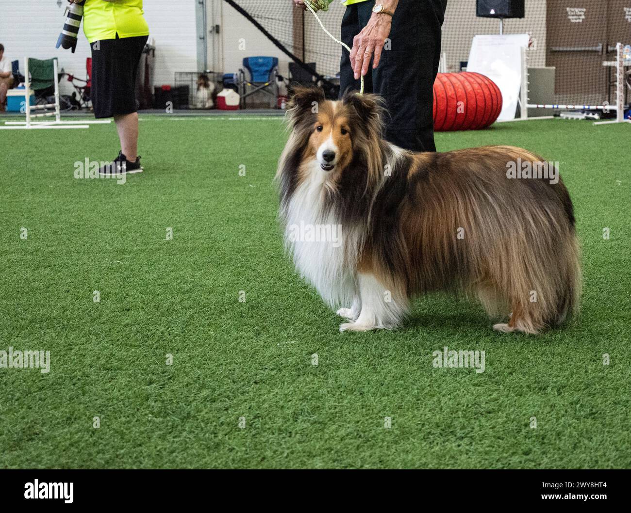 Les Collies forment un type distinctif de chiens de troupeau, y compris de nombreuses races primitives apparentées et des races normalisées. Le type est originaire d'Écosse et du Nord Banque D'Images