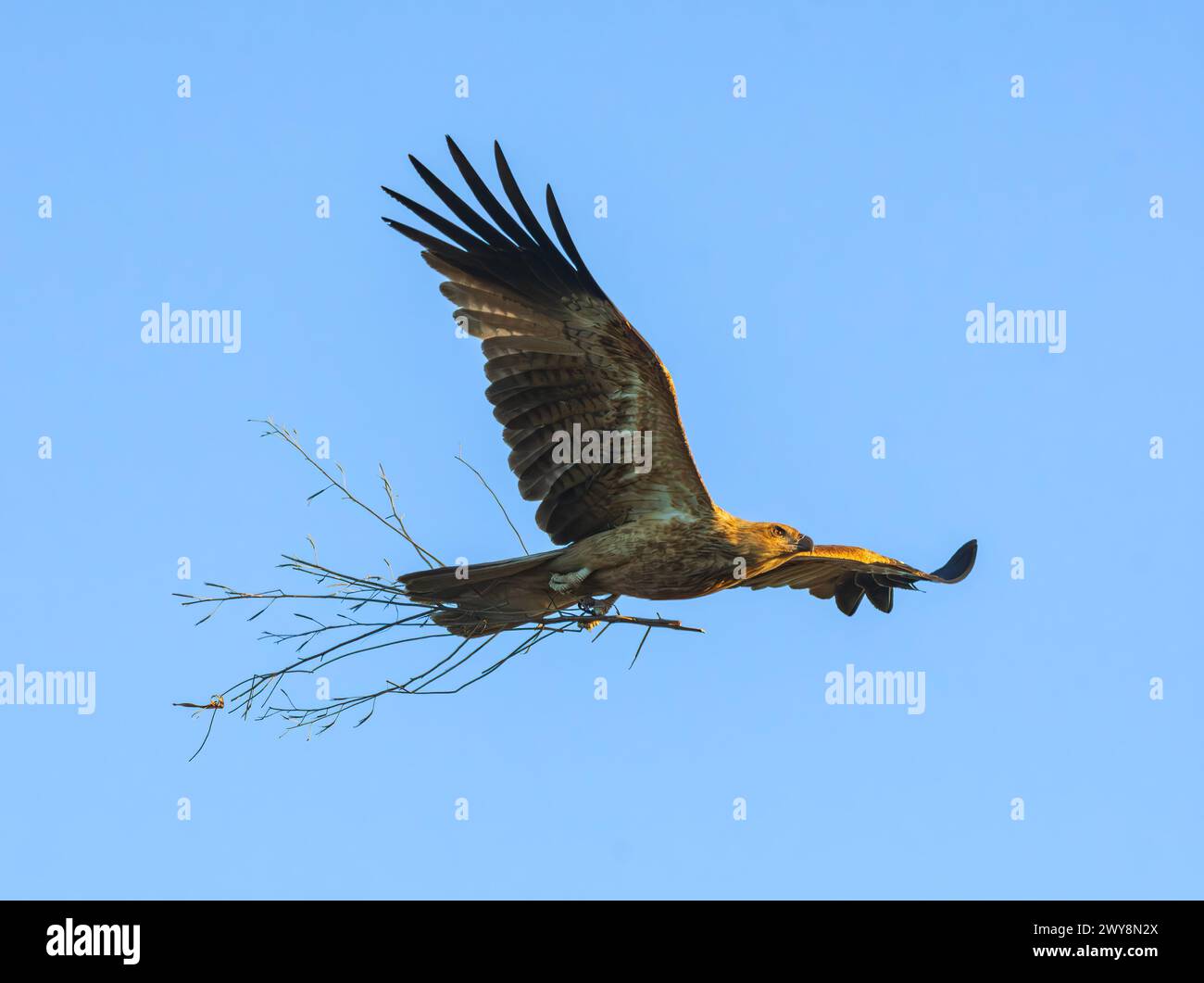 Un cerf-volant noir (Milvus migrans) en vol transportant du matériel de nidification, Wyndham, Kimberley, Australie occidentale, WA, Australie Banque D'Images