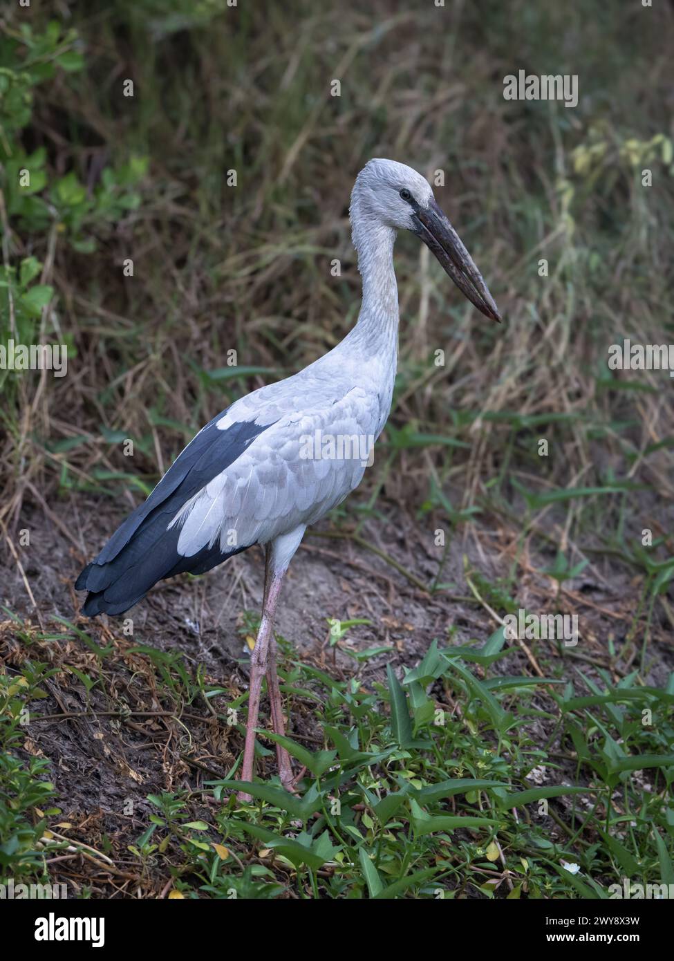 Asian Openbill Stork standing, rizières de Nong Pla Lai, Phetchaburi, Thaïlande Banque D'Images
