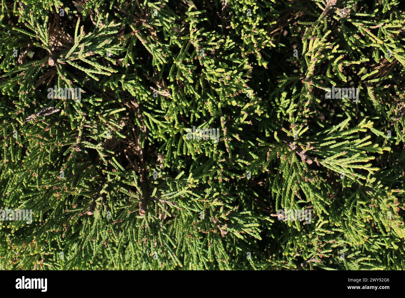 Toutes les textures trouvées près de Beach Pier Like Old Boat, Sand, Moss, Broken Concrete, Painted Metals, pavés, empreintes de pieds Banque D'Images