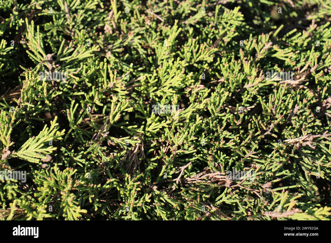 Toutes les textures trouvées près de Beach Pier Like Old Boat, Sand, Moss, Broken Concrete, Painted Metals, pavés, empreintes de pieds Banque D'Images