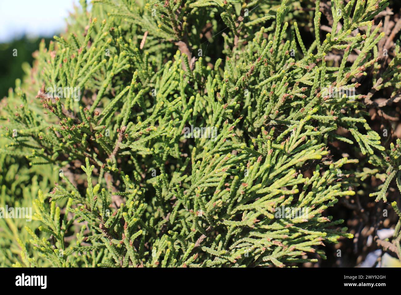 Toutes les textures trouvées près de Beach Pier Like Old Boat, Sand, Moss, Broken Concrete, Painted Metals, pavés, empreintes de pieds Banque D'Images