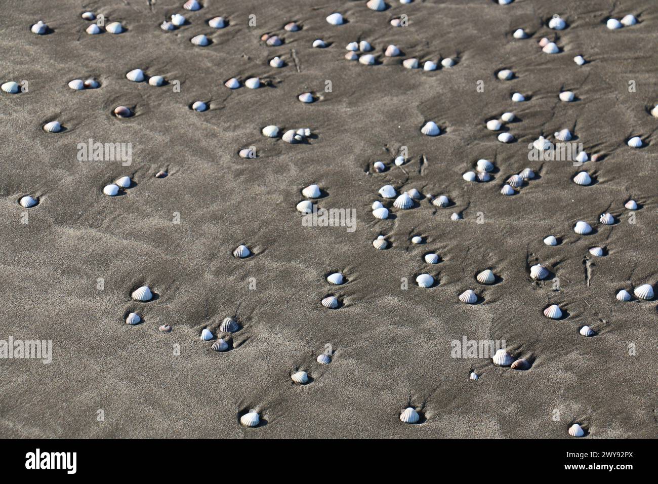 Toutes les textures trouvées près de Beach Pier Like Old Boat, Sand, Moss, Broken Concrete, Painted Metals, pavés, empreintes de pieds Banque D'Images