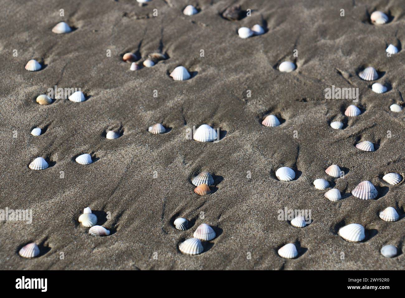 Toutes les textures trouvées près de Beach Pier Like Old Boat, Sand, Moss, Broken Concrete, Painted Metals, pavés, empreintes de pieds Banque D'Images