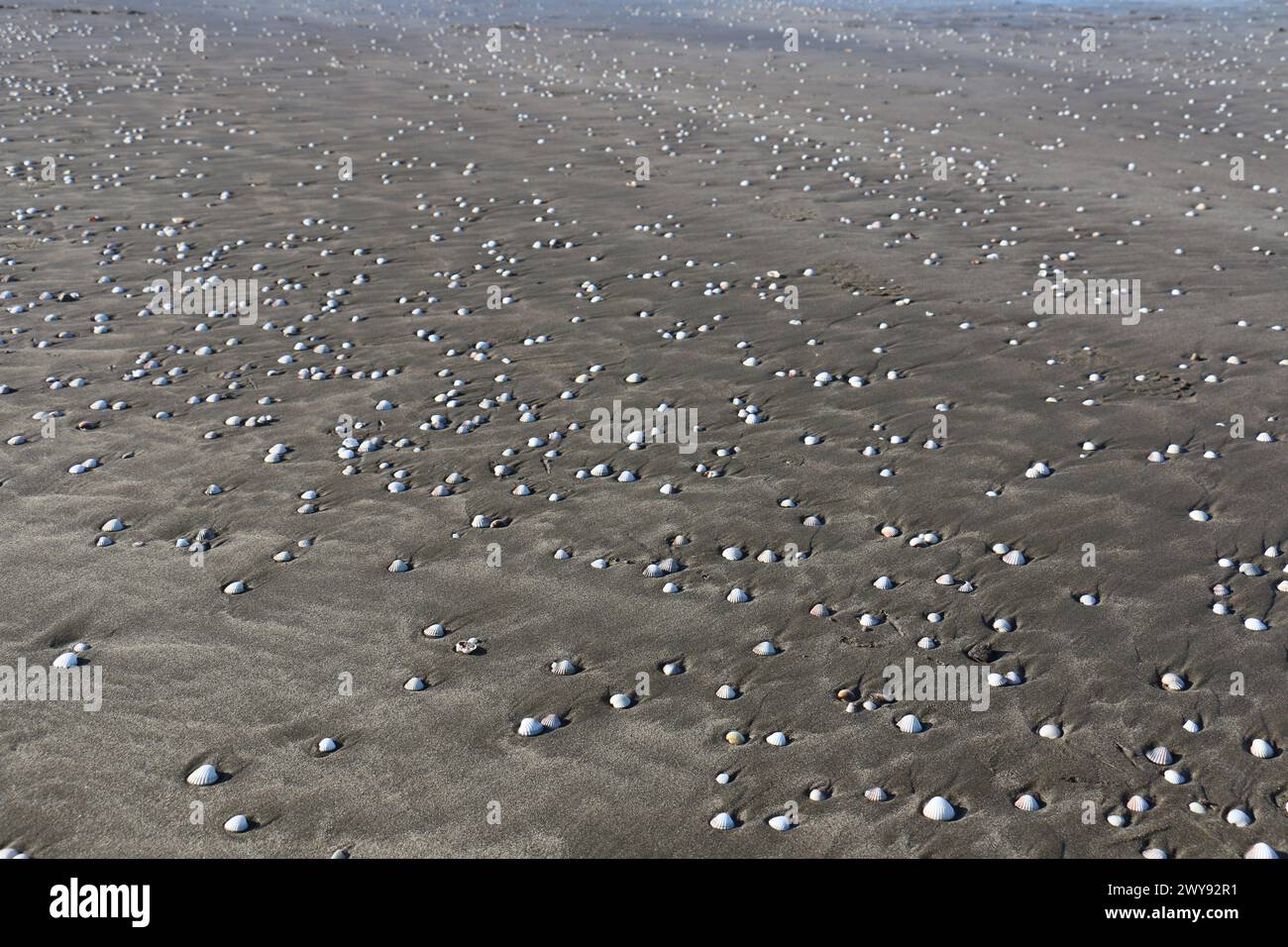 Toutes les textures trouvées près de Beach Pier Like Old Boat, Sand, Moss, Broken Concrete, Painted Metals, pavés, empreintes de pieds Banque D'Images