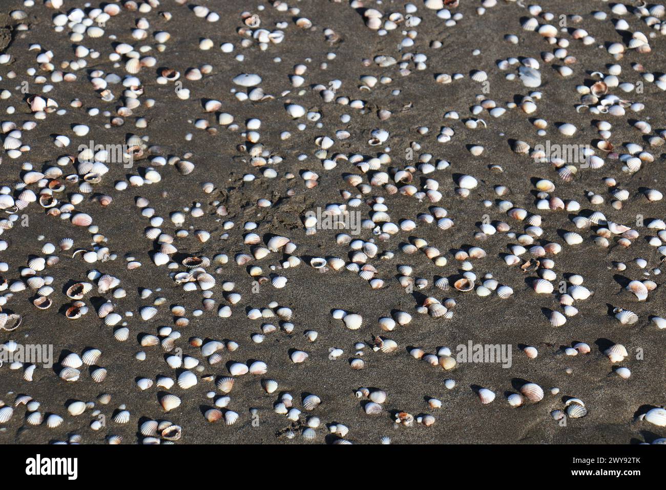 Toutes les textures trouvées près de Beach Pier Like Old Boat, Sand, Moss, Broken Concrete, Painted Metals, pavés, empreintes de pieds Banque D'Images