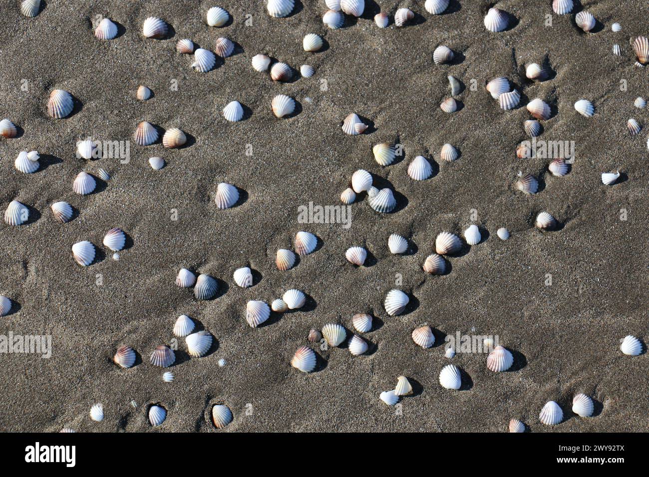 Toutes les textures trouvées près de Beach Pier Like Old Boat, Sand, Moss, Broken Concrete, Painted Metals, pavés, empreintes de pieds Banque D'Images