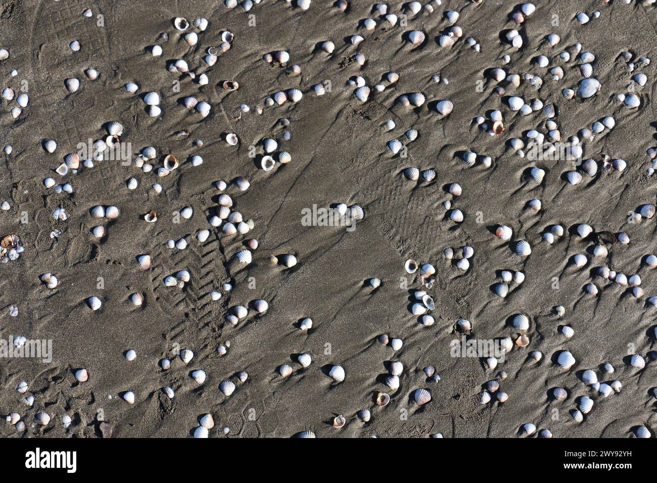 Toutes les textures trouvées près de Beach Pier Like Old Boat, Sand, Moss, Broken Concrete, Painted Metals, pavés, empreintes de pieds Banque D'Images