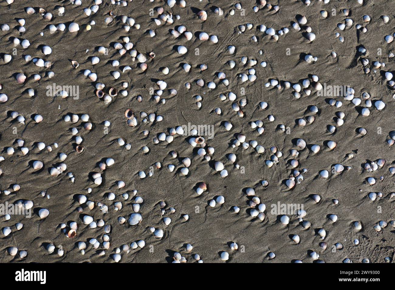 Toutes les textures trouvées près de Beach Pier Like Old Boat, Sand, Moss, Broken Concrete, Painted Metals, pavés, empreintes de pieds Banque D'Images